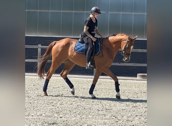 Zangersheide, Merrie, 14 Jaar, 164 cm, Vos
