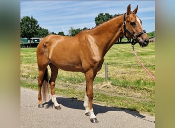 Zangersheide, Merrie, 14 Jaar, 164 cm, Vos