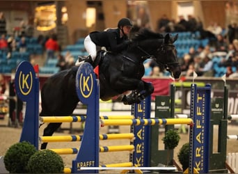 Zangersheide, Merrie, 14 Jaar, 170 cm, Donkerbruin