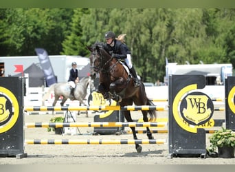 Zangersheide, Merrie, 14 Jaar, 170 cm, Donkerbruin