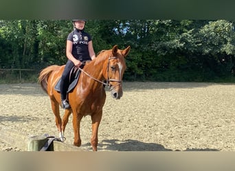 Zangersheide, Merrie, 14 Jaar, 170 cm, Vos