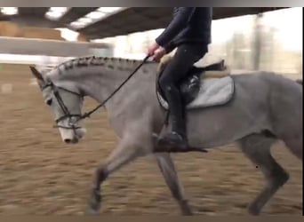 Zangersheide, Merrie, 14 Jaar, 172 cm, Schimmel