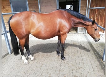 Zangersheide, Merrie, 15 Jaar, 162 cm, Bruin