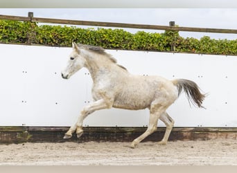 Zangersheide, Merrie, 15 Jaar, 162 cm, Schimmel