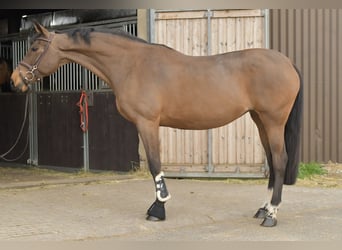 Zangersheide, Merrie, 15 Jaar, 165 cm, Bruin