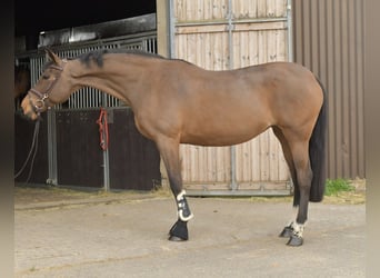 Zangersheide, Merrie, 15 Jaar, 165 cm, Bruin