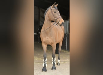 Zangersheide, Merrie, 15 Jaar, 165 cm, Bruin