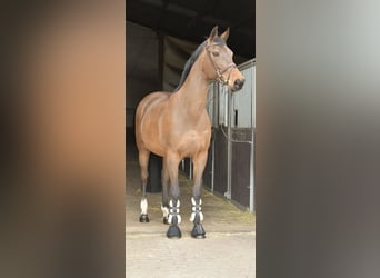 Zangersheide, Merrie, 15 Jaar, 165 cm, Bruin