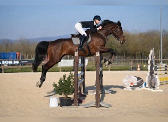 Zangersheide, Merrie, 15 Jaar, 176 cm, Bruin