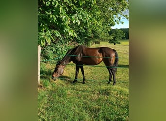 Zangersheide, Merrie, 16 Jaar, 162 cm, Zwartbruin