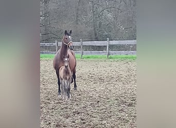 Zangersheide, Merrie, 16 Jaar, 168 cm, Bruin