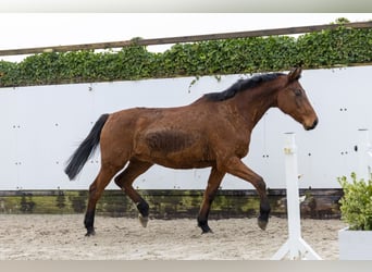 Zangersheide, Merrie, 16 Jaar, 171 cm, Bruin