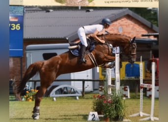 Zangersheide, Merrie, 16 Jaar, 173 cm, Vos