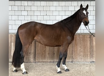 Zangersheide, Merrie, 17 Jaar, 162 cm, Bruin