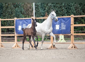 Zangersheide, Merrie, 18 Jaar, 167 cm, Schimmel