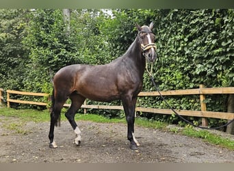 Zangersheide, Merrie, 19 Jaar, 168 cm, Bruin