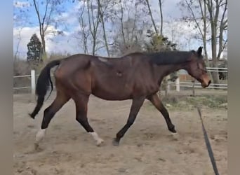 Zangersheide, Merrie, 19 Jaar, 175 cm, Bruin