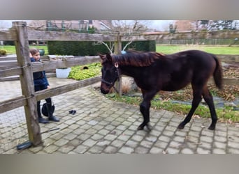 Zangersheide, Merrie, 1 Jaar, 130 cm, Donkerbruin