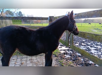 Zangersheide, Merrie, 1 Jaar, 130 cm, Donkerbruin