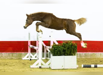 Zangersheide, Merrie, 1 Jaar, 139 cm