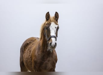 Zangersheide, Merrie, 1 Jaar, 139 cm