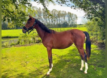 Zangersheide, Merrie, 1 Jaar, 155 cm, Bruin