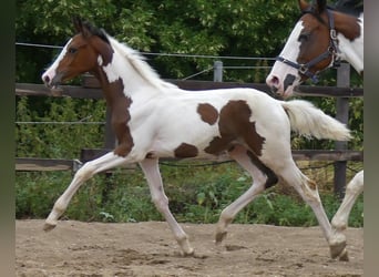 Zangersheide, Merrie, 1 Jaar, 168 cm, Gevlekt-paard