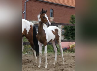 Zangersheide, Merrie, 1 Jaar, 168 cm, Gevlekt-paard