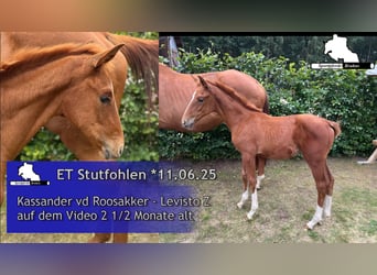 Zangersheide, Merrie, 1 Jaar, 168 cm, Schimmel