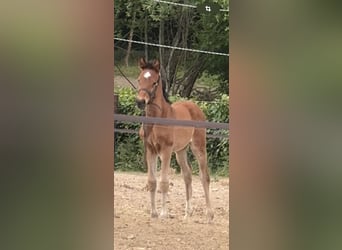 Zangersheide, Merrie, 1 Jaar, 170 cm, Bruin