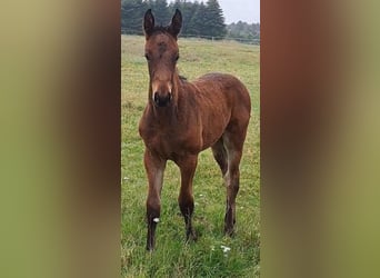 Zangersheide, Merrie, 1 Jaar, Bruin