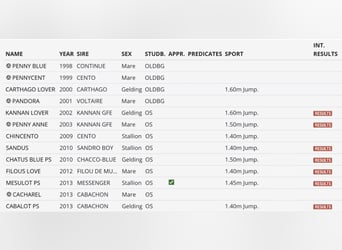 Zangersheide, Merrie, 1 Jaar, Bruin