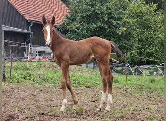 Zangersheide, Merrie, 1 Jaar, Bruin