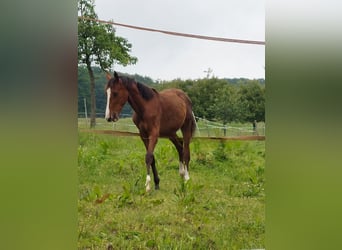 Zangersheide, Merrie, 1 Jaar, Bruin