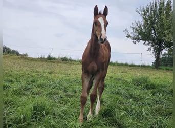 Zangersheide, Merrie, 1 Jaar, Bruin