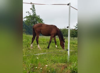 Zangersheide, Merrie, 1 Jaar, Bruin