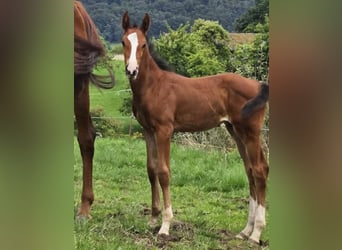 Zangersheide, Merrie, 1 Jaar, Bruin