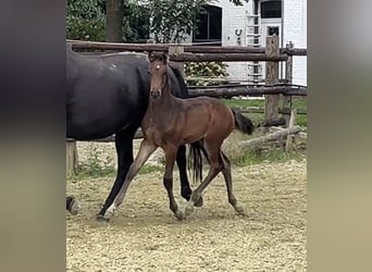 Zangersheide, Merrie, 1 Jaar, Donkerbruin