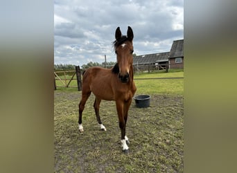 Zangersheide, Merrie, 1 Jaar, Donkerbruin