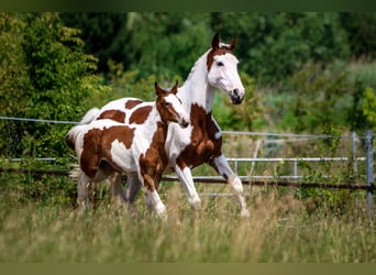 Zangersheide, Merrie, 1 Jaar, Gevlekt-paard