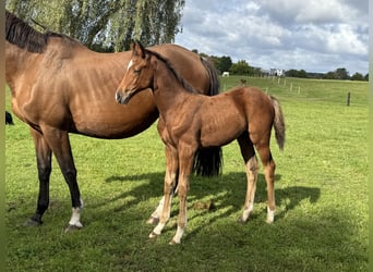 Zangersheide, Merrie, 1 Jaar, Roodbruin