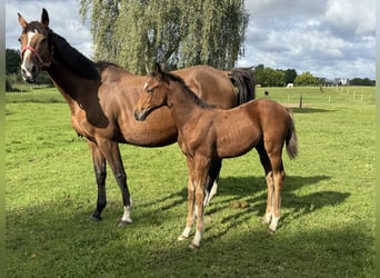 Zangersheide, Merrie, 1 Jaar, Roodbruin