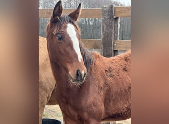 Zangersheide, Merrie, 1 Jaar, Roodbruin