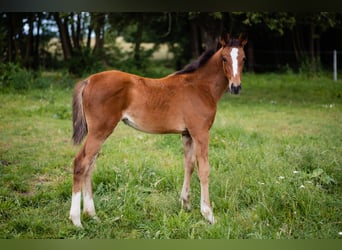 Zangersheide, Merrie, 1 Jaar, Roodbruin