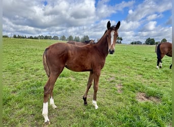 Zangersheide, Merrie, 1 Jaar, Roodbruin