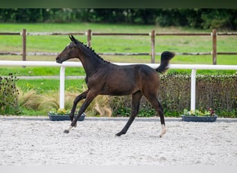 Zangersheide, Merrie, 1 Jaar, Roodbruin