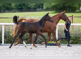 Zangersheide, Merrie, 1 Jaar, Roodbruin