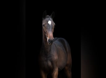 Zangersheide, Merrie, 1 Jaar, Roodbruin