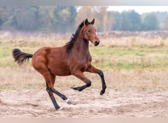 Zangersheide, Merrie, 1 Jaar, Roodbruin