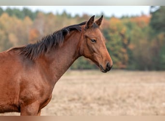 Zangersheide, Merrie, 1 Jaar, Roodbruin